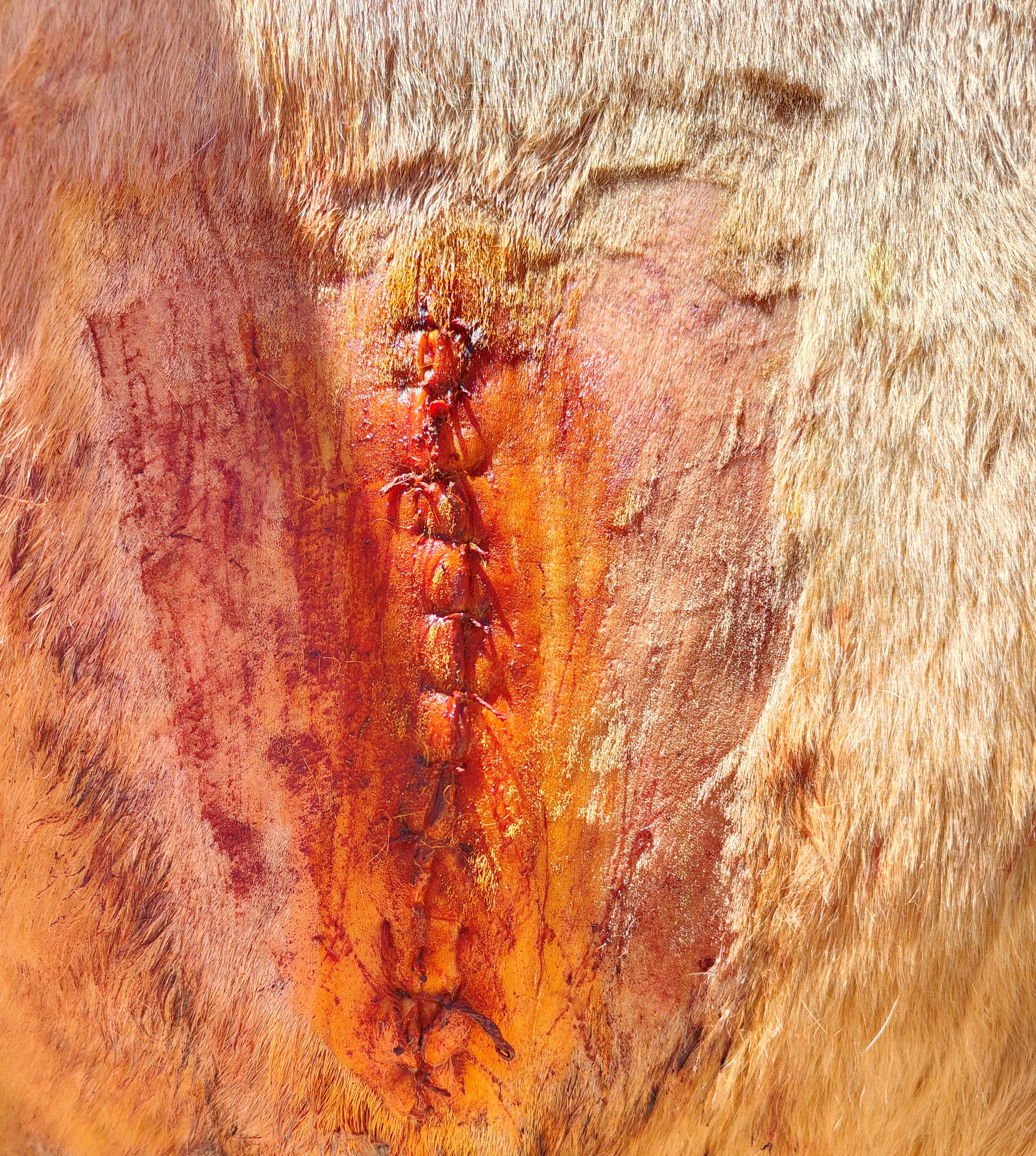 图7 缝合效果展示.jpg